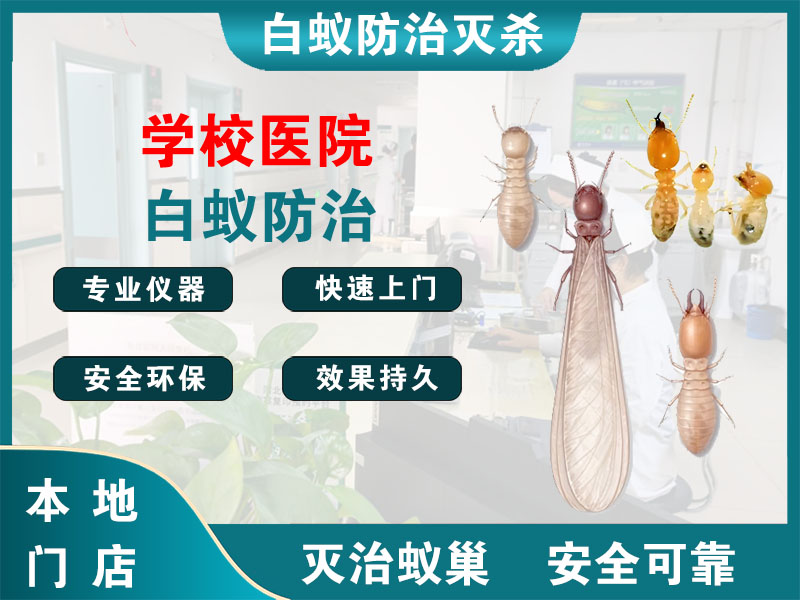 龙港市学校医院白蚁防治