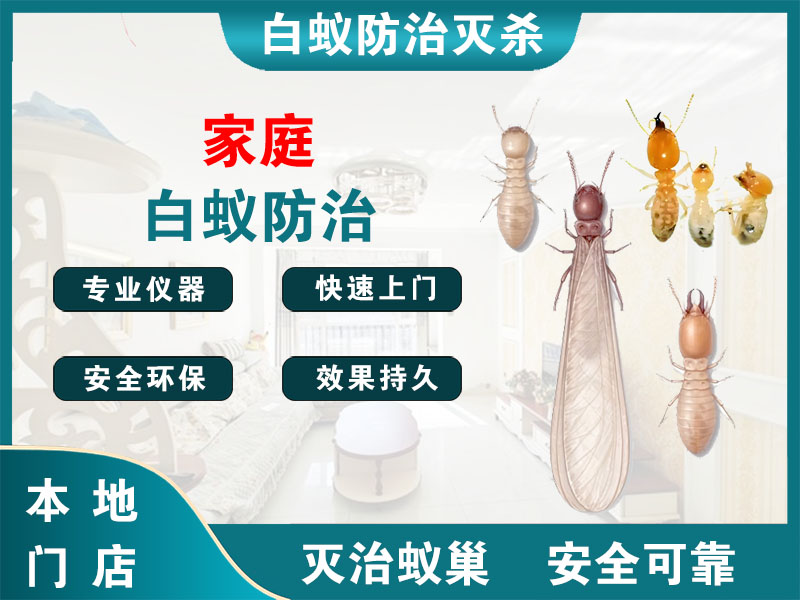 龙港市家庭白蚁防治