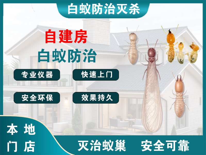 龙港市自建房白蚁防治
