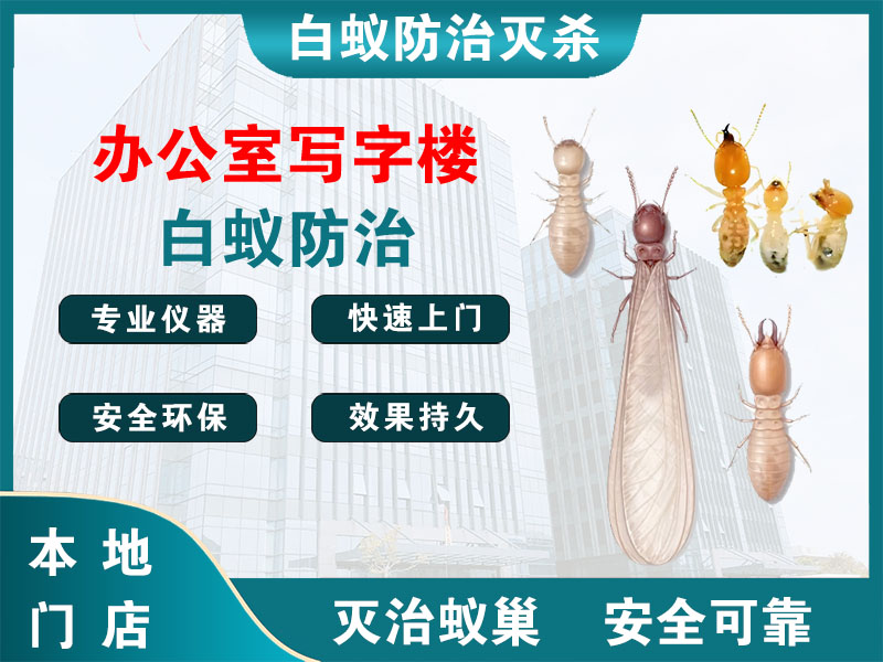 龙港市办公室写字楼白蚁防治