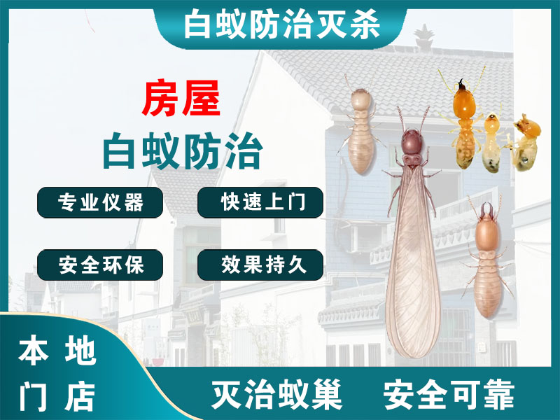 龙港市房屋白蚁防治